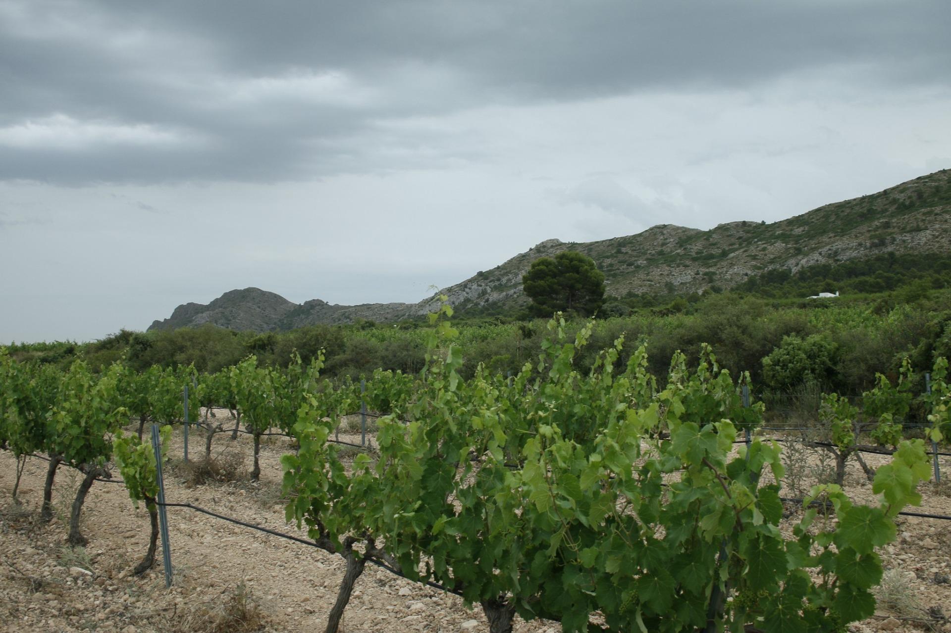 New Build - 6 Bedroom 5 Bathroom Villa in Yecla - Yecla  - Murcia