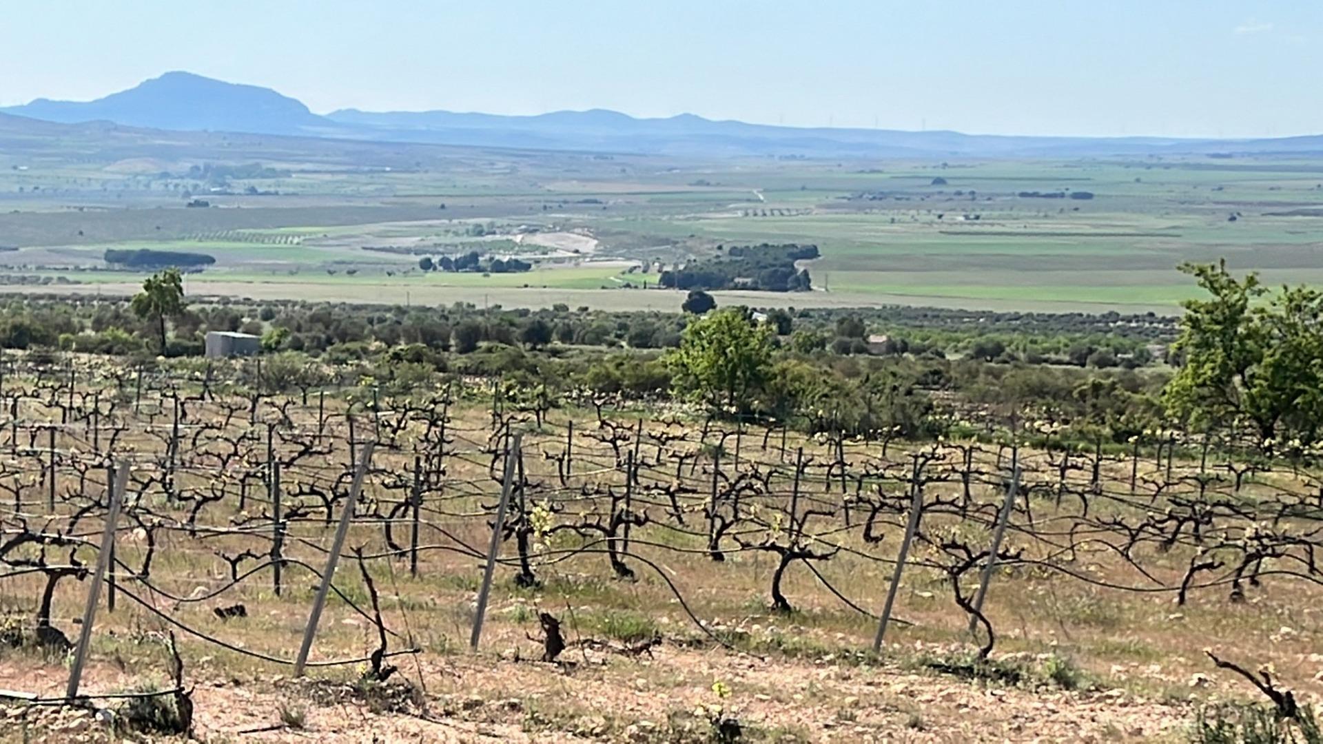 New Build - 6 Bedroom 5 Bathroom Villa in Yecla - Yecla  - Murcia