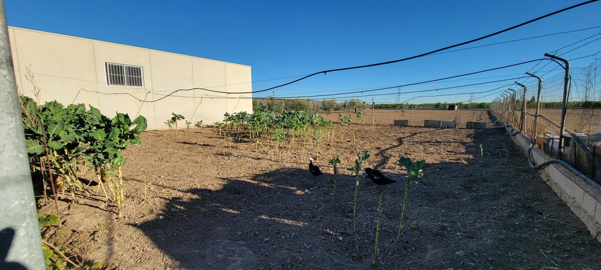 For sale - 1 Bedroom 1 Bathroom House - Finca - Cortijo in San Miguel de Salinas - San Miguel de Salinas Centro  - Alicante