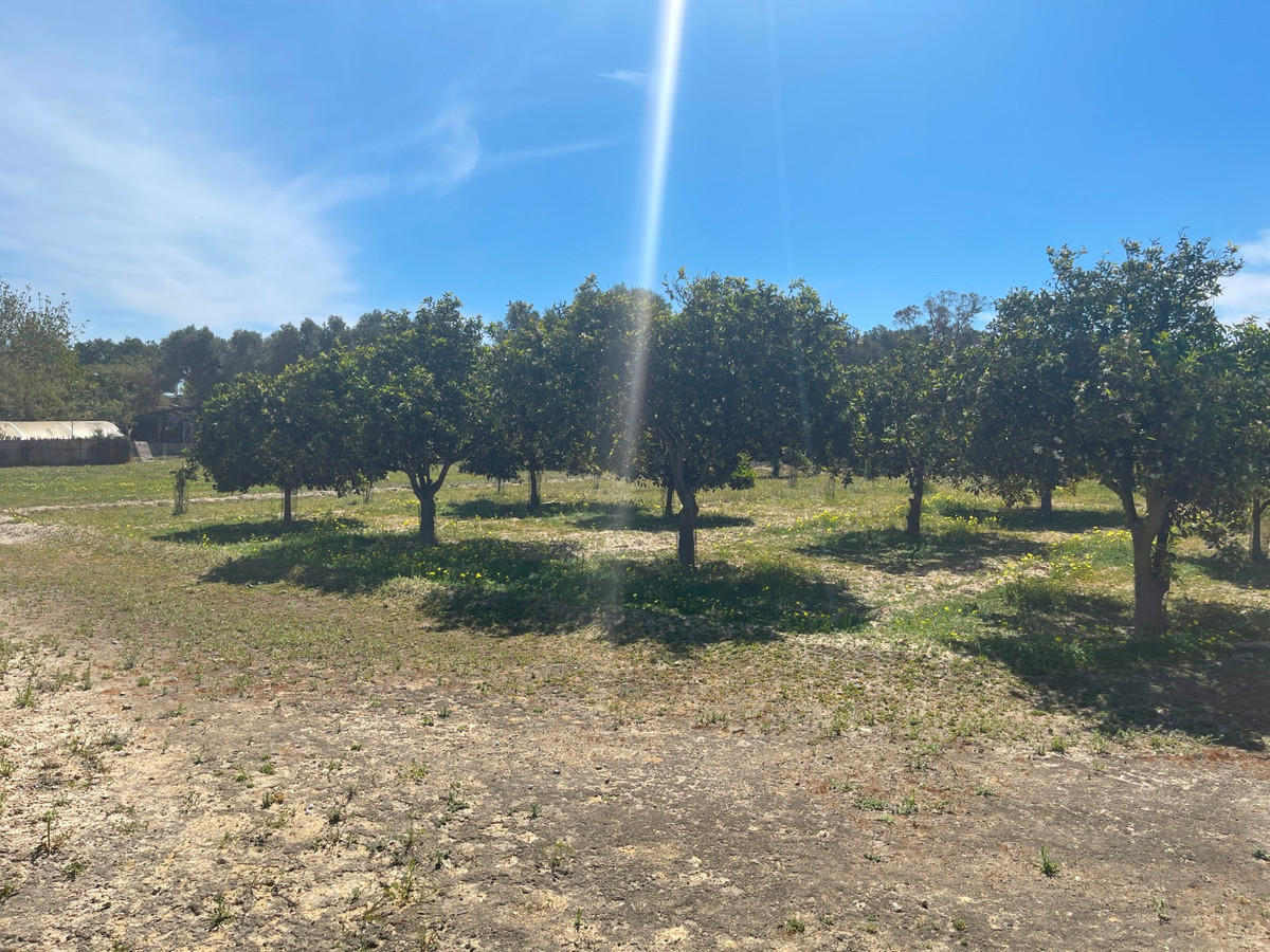 For sale - 3 Bedroom 2 Bathroom House - Detached Villa in Guardamar del Segura - Guardamar del Segura Centro  - Alicante