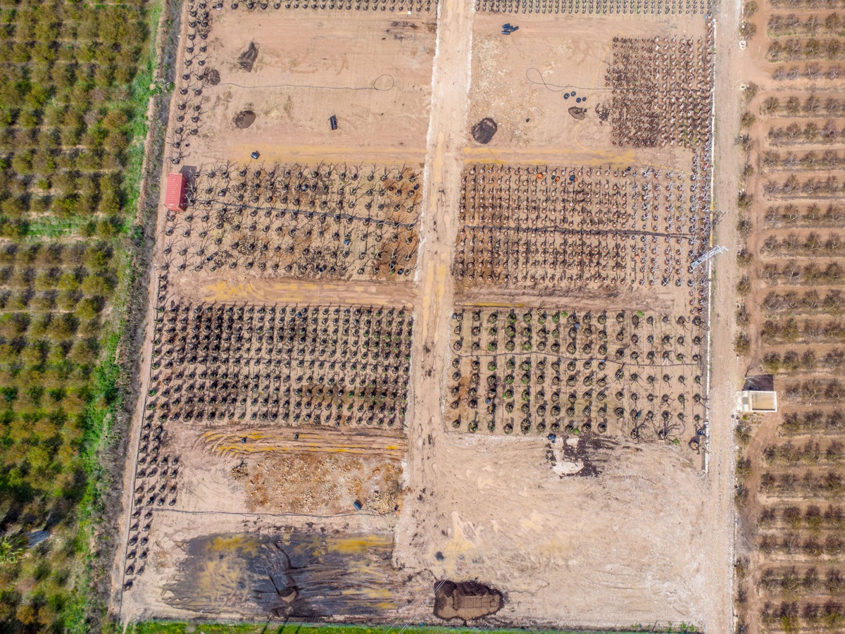 For sale - 5 Bedroom 3 Bathroom House - Finca - Cortijo in Crevillente - Crevillent - Crevillente - Crevillent Centro  - Alicante