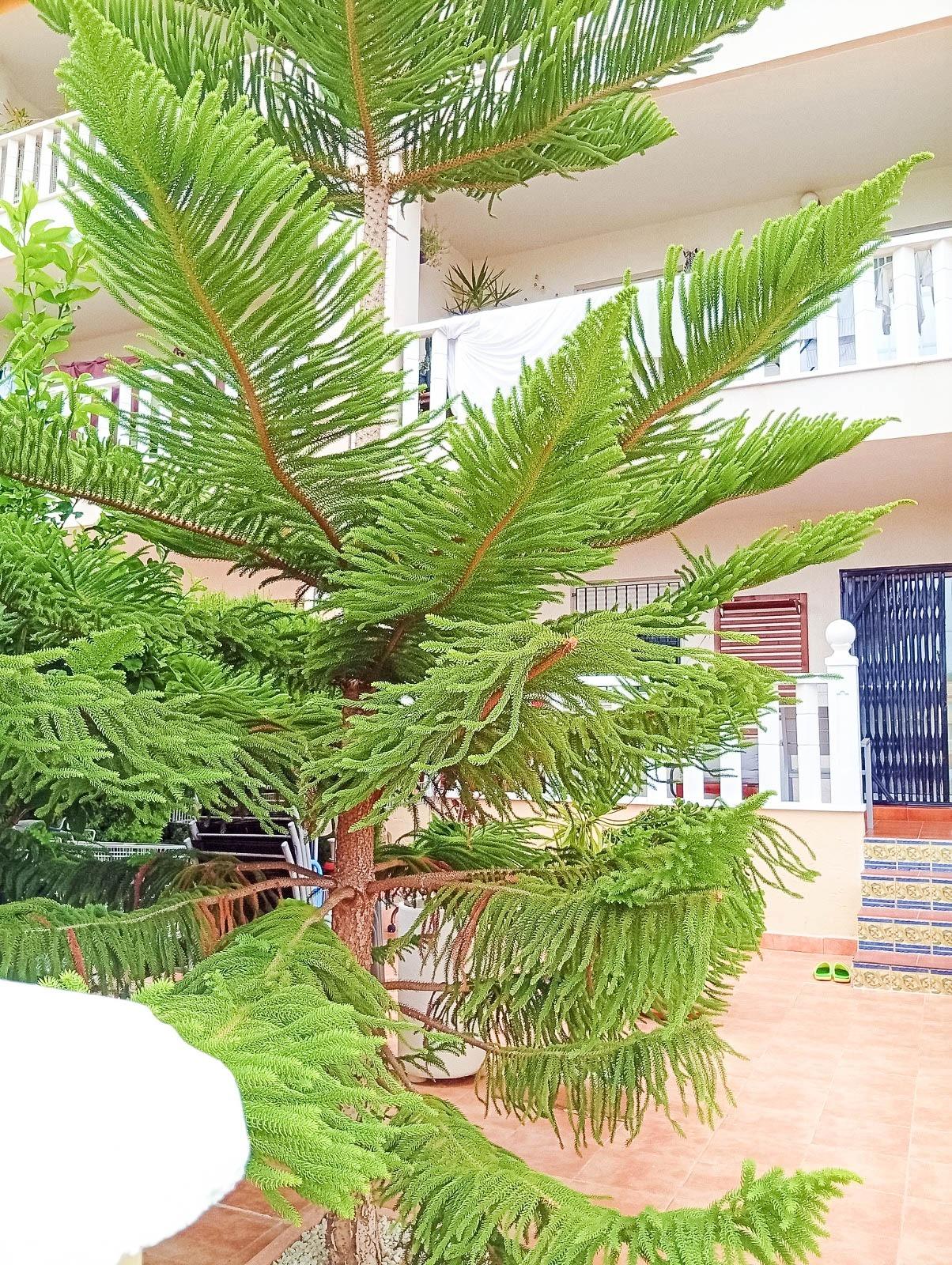 For sale - 2 Bedroom 1 Bathroom Bungalow in Orihuela Costa - Lomas De Cabo Roig-los Dolses  - Alicante