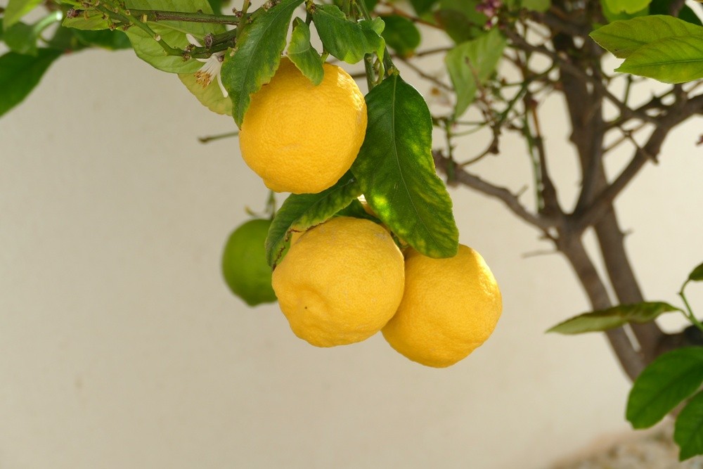 For sale - 4 Bedroom 2 Bathroom Villa in Benijofar - Costa Blanca  - Alicante