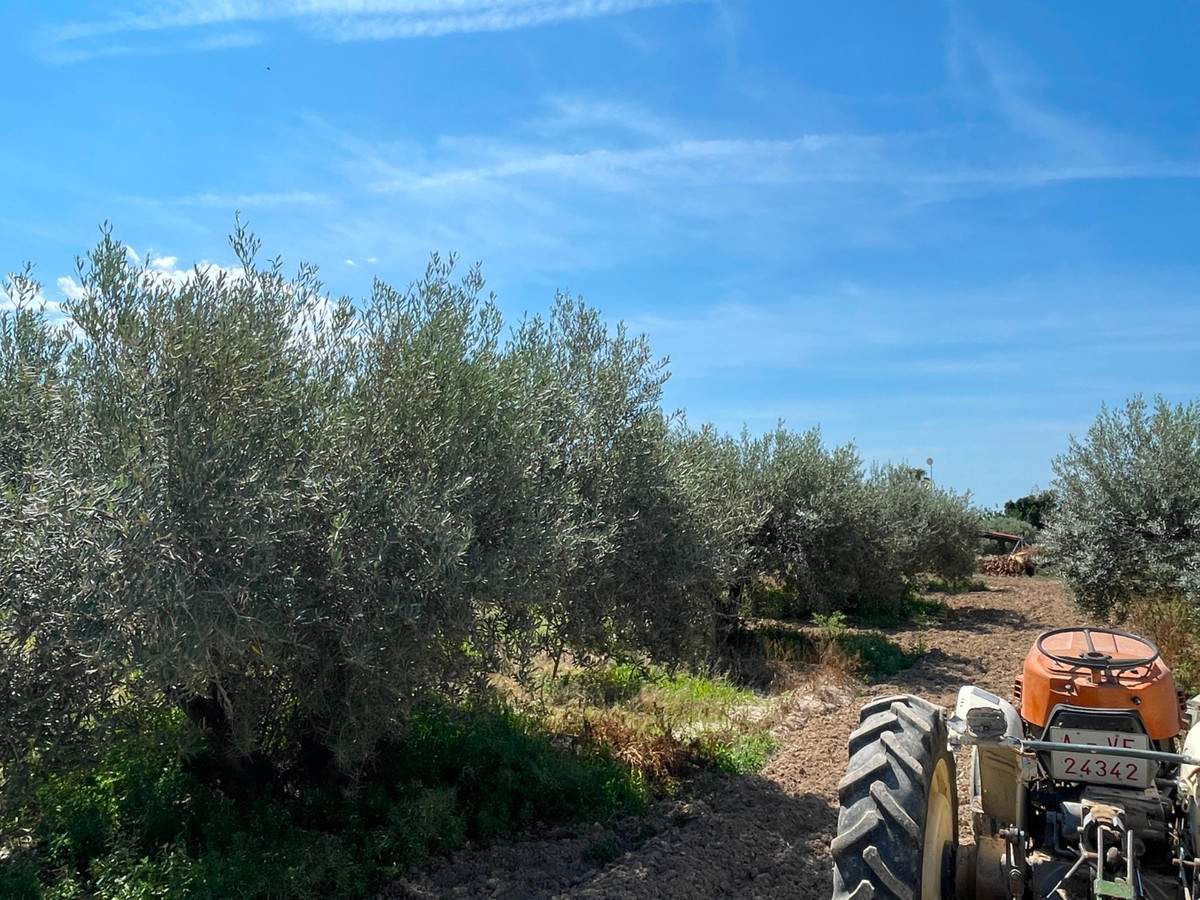 For sale - 4 Bedroom 2 Bathroom House - Detached Villa in Crevillente - Crevillent - Crevillente - Crevillent Centro  - Alicante