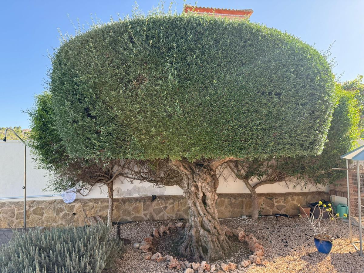 For sale - 3 Bedroom 2 Bathroom House - Detached Villa in San Miguel de Salinas - San Miguel de Salinas Centro  - Alicante