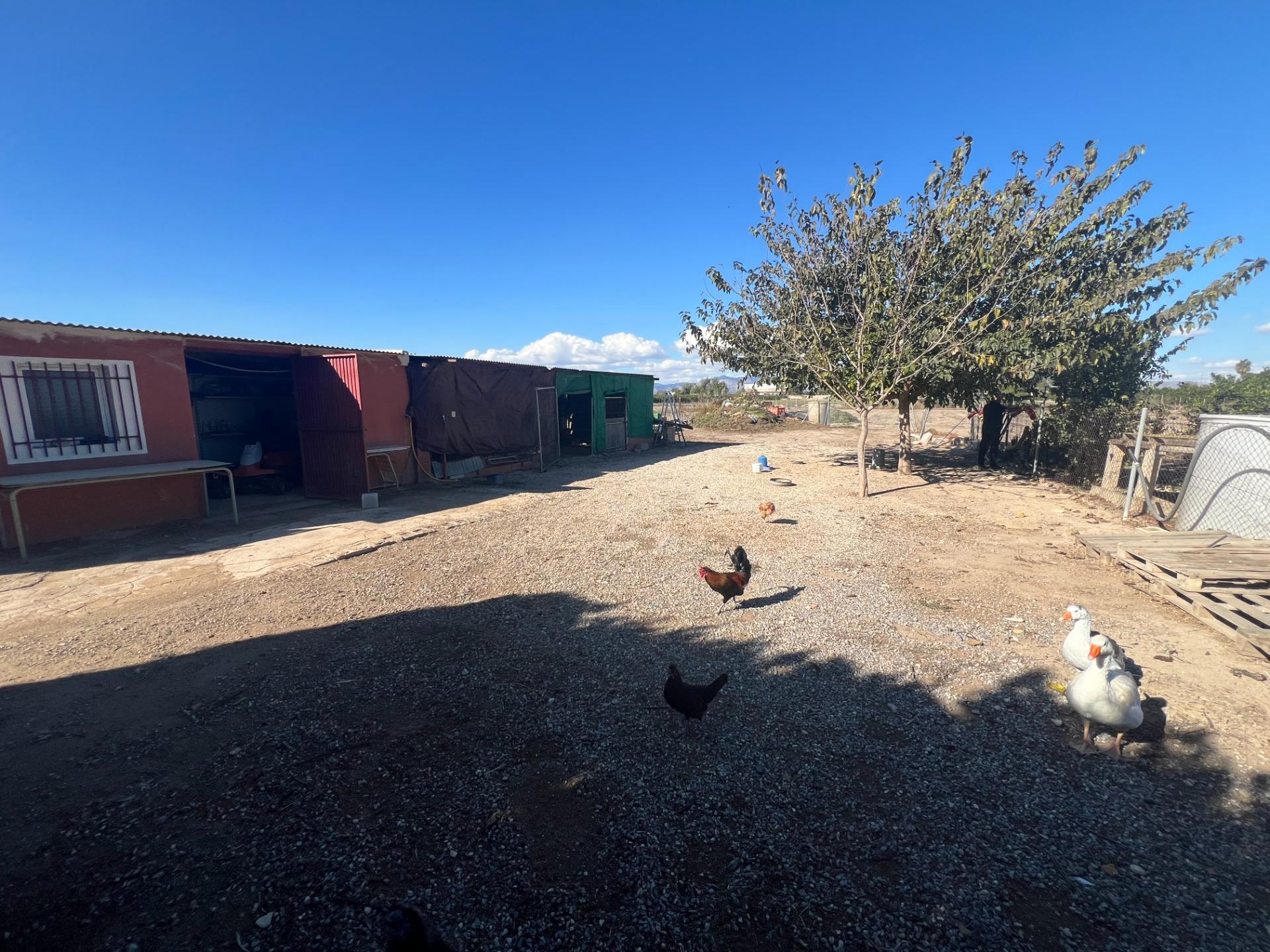 For sale - 4 Bedroom 3 Bathroom Finca in Dolores - Comunidad Valenciana  - Alicante