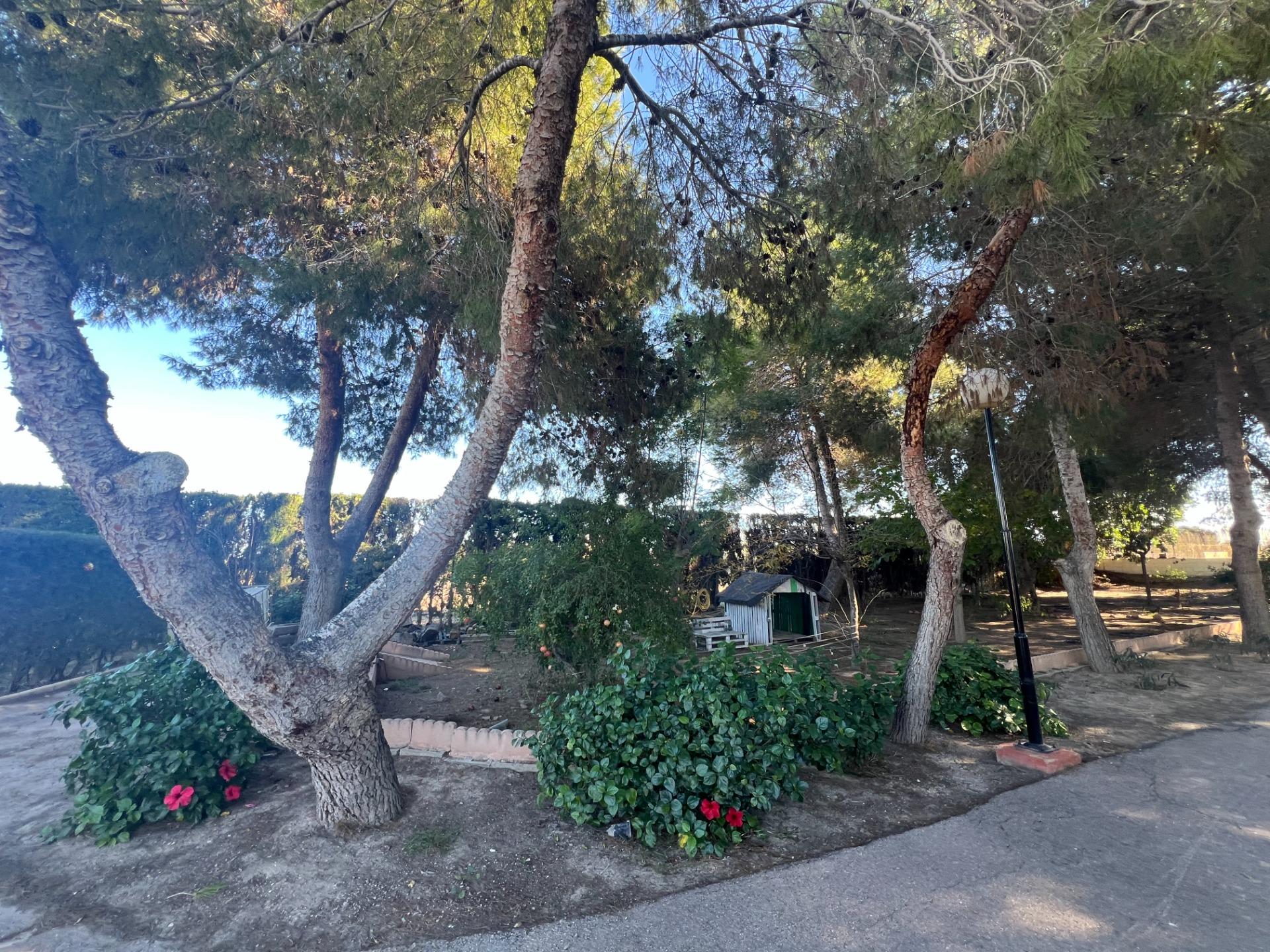 For sale - 4 Bedroom 3 Bathroom Finca in Dolores - Comunidad Valenciana  - Alicante