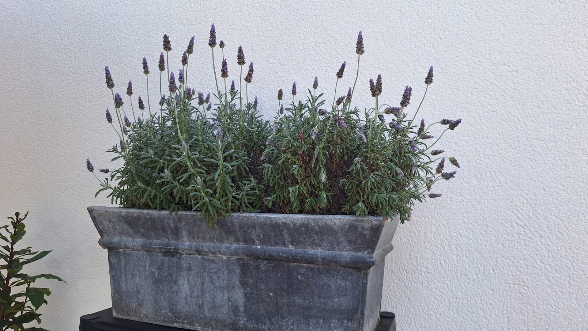 For sale - 4 Bedroom 3 Bathroom Villa in Torrevieja - Los Balcones - Los Altos Del Edén  - Alicante