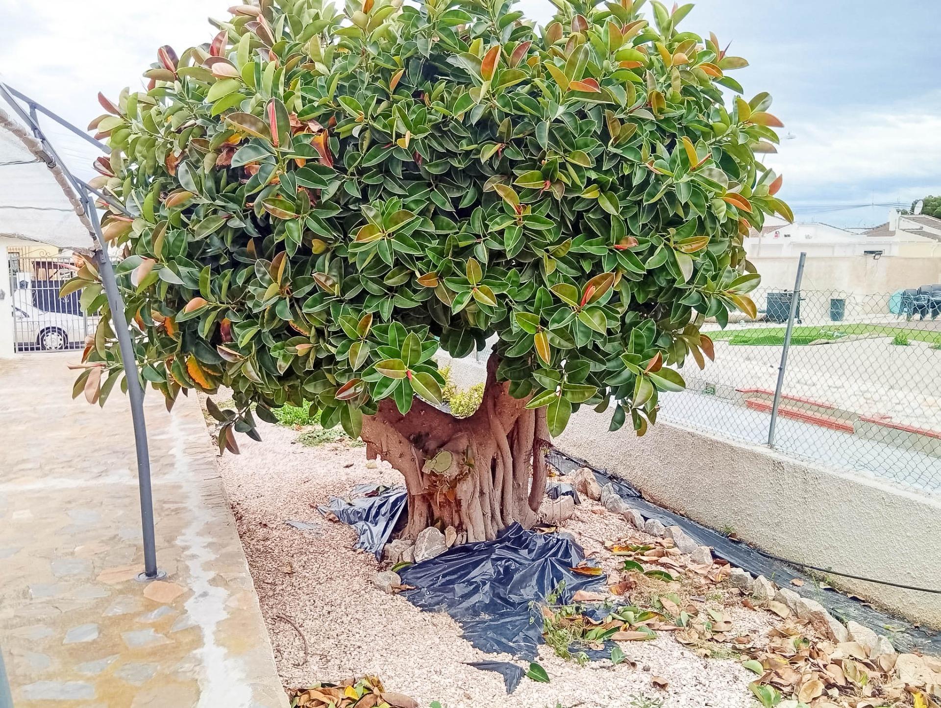 For sale - 4 Bedroom 2 Bathroom Villa in Torrevieja - La Siesta  - Alicante