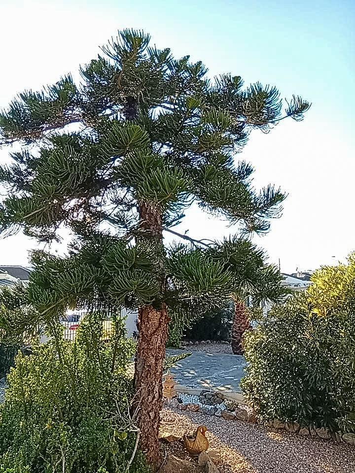 For sale - 4 Bedroom 2 Bathroom Villa in Torrevieja - La Siesta  - Alicante