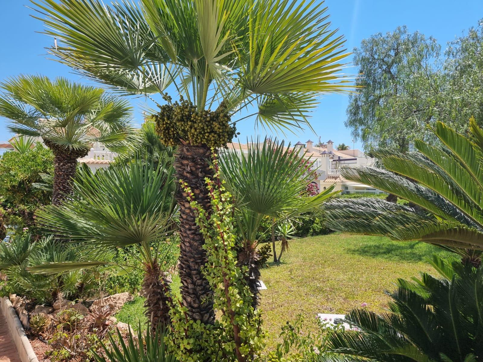 For sale - 2 Bedroom 1 Bathroom Apartment in Torrevieja - Los Balcones - Los Altos Del Edén  - Alicante