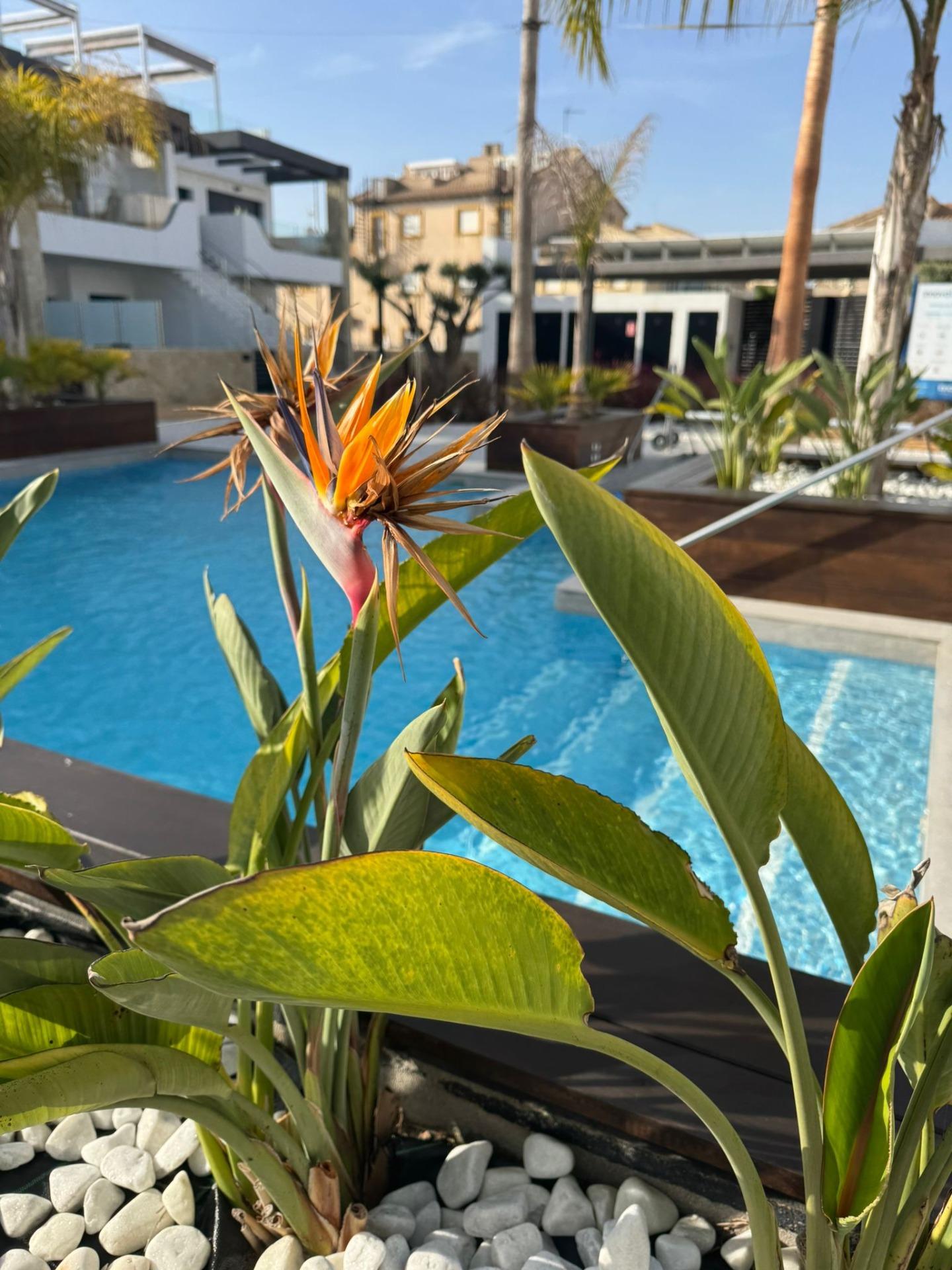 For sale - 3 Bedroom 2 Bathroom Apartment in Orihuela Costa - Rocio Del Mar  - Alicante
