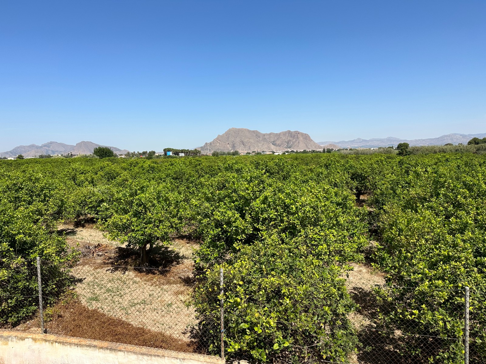 For sale - 3 Bedroom 1 Bathroom Townhouse in Benejúzar - Benejúzar  - Alicante