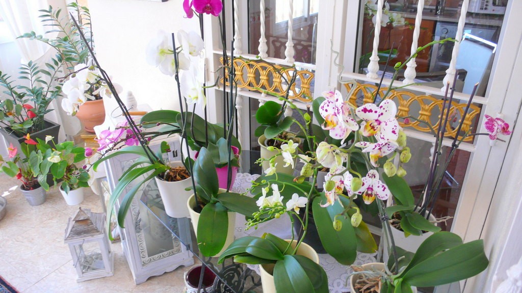 For sale - 3 Bedroom 3 Bathroom Village house in Alicante - Dolores  - Alicante